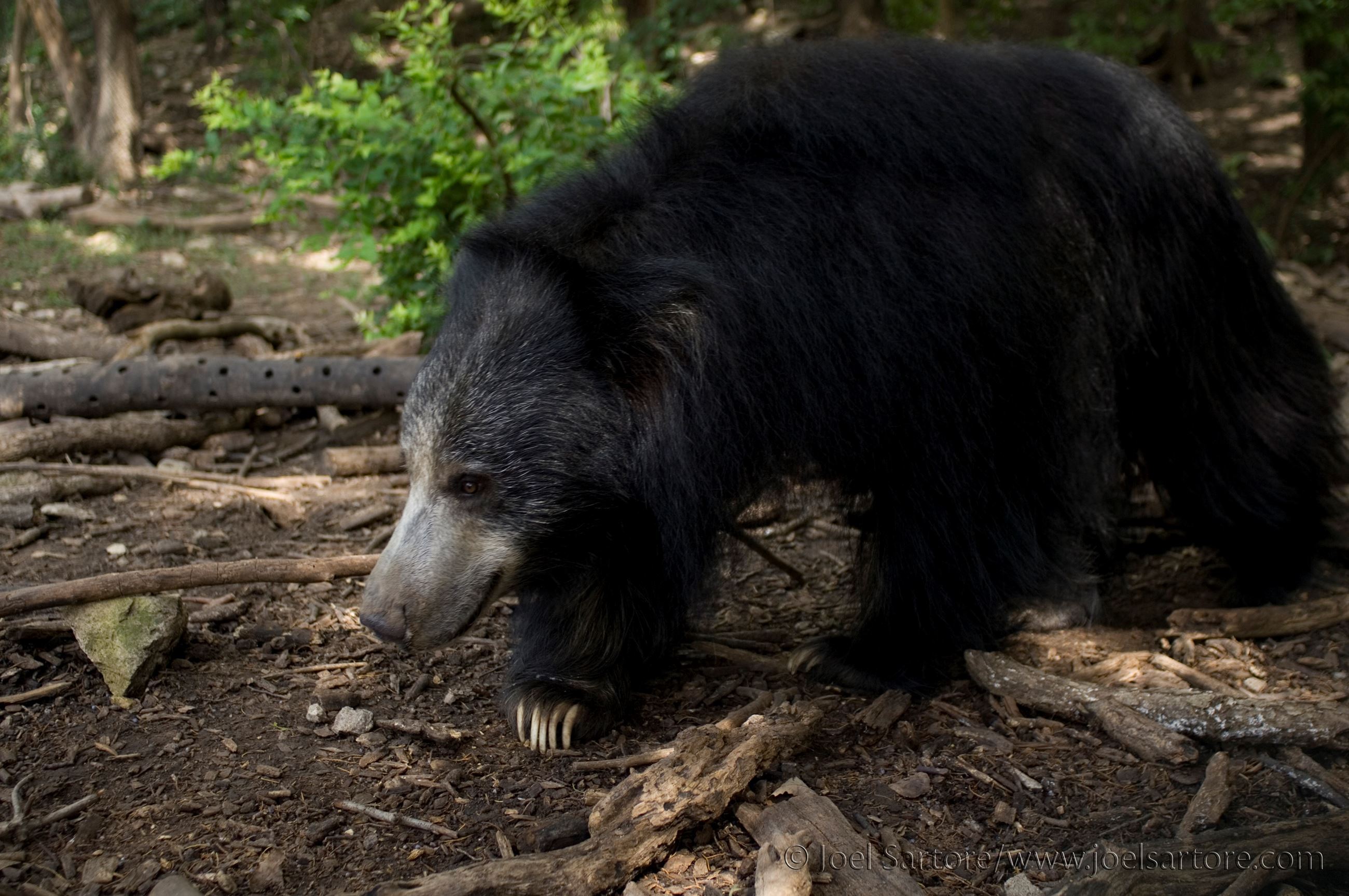 Sloth Bear