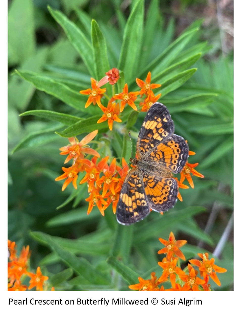 Pearl Crescent on Butterfly Milkweed