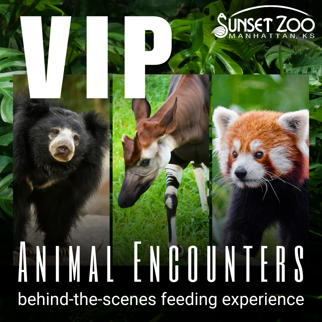 VIP encounters available for Okapi, Red Panda, and Sloth Bear