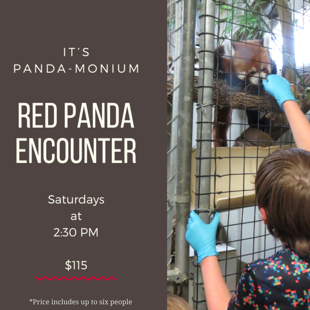 Red Panda Encounter