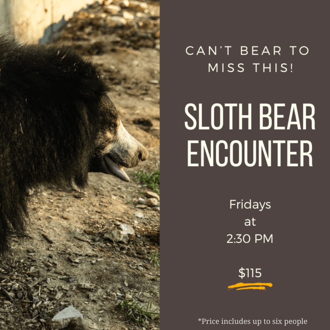 Sloth Bear Encounter